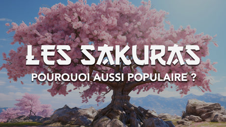 cerisier-japonais-dou-vient-leur-popularite